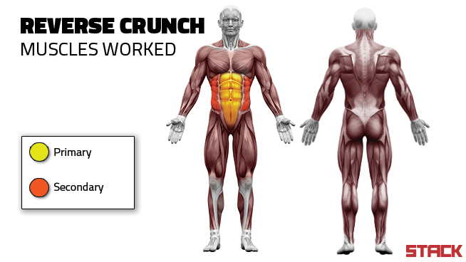 Why The Reverse Crunch Is Your Shortcut To Six Pack Abs Stack