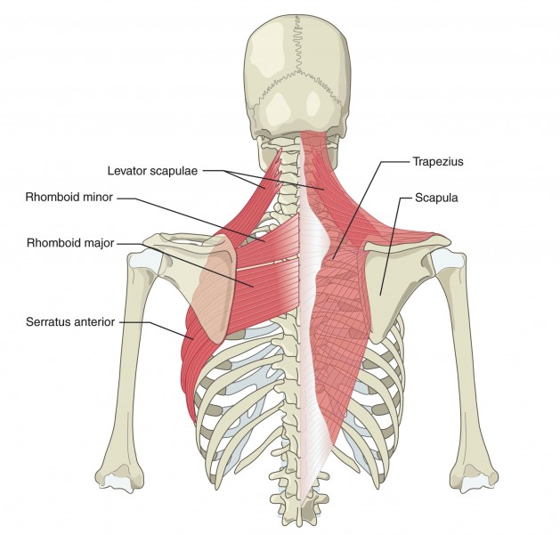 How to Keep Your Shoulders Healthy, Part 1: Mid-Back Mobility - stack